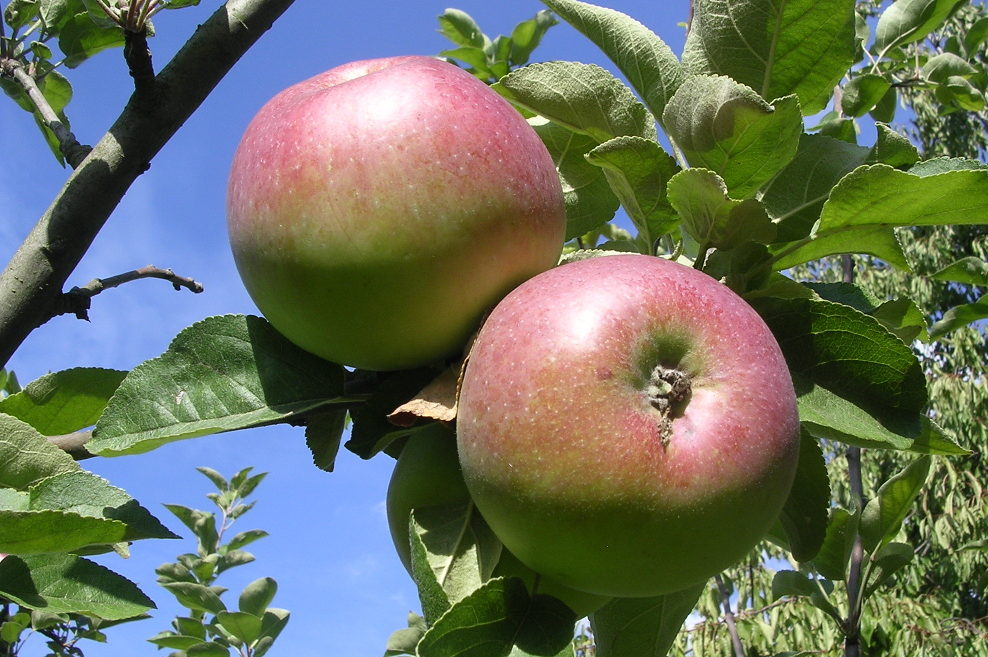 Récolte des pommes au verger du Mont-Ezard