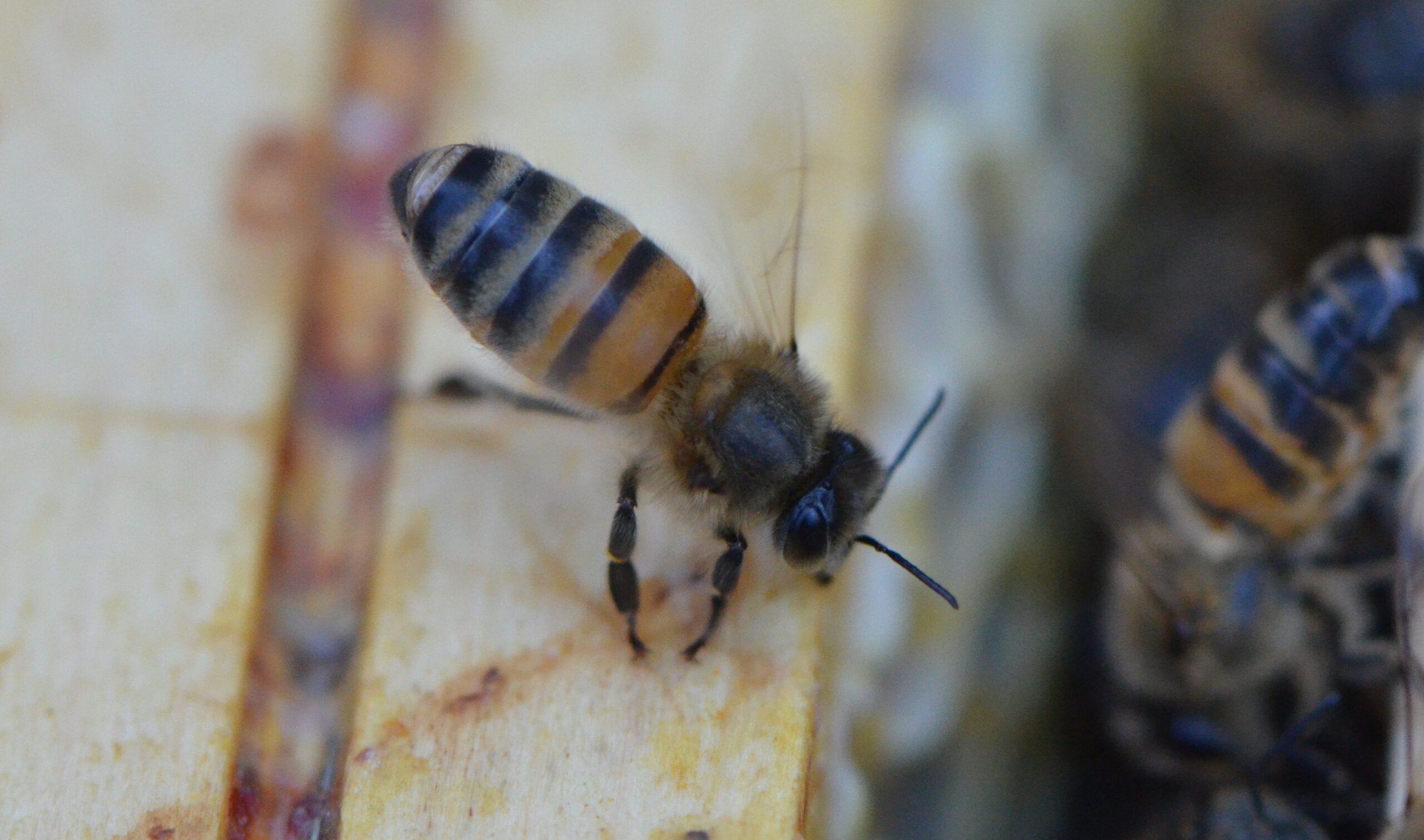 « Toi qui me parlais d’abeilles… »